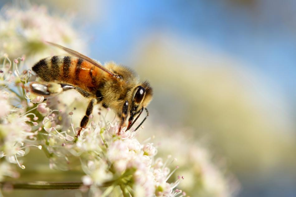 honey Bee on white flowers, Macro, blur background
