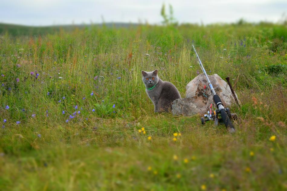 Cat Pet Peninsula