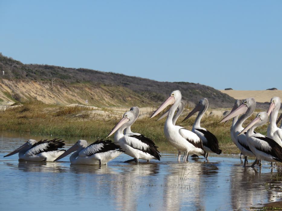 pelicans flock on the water
