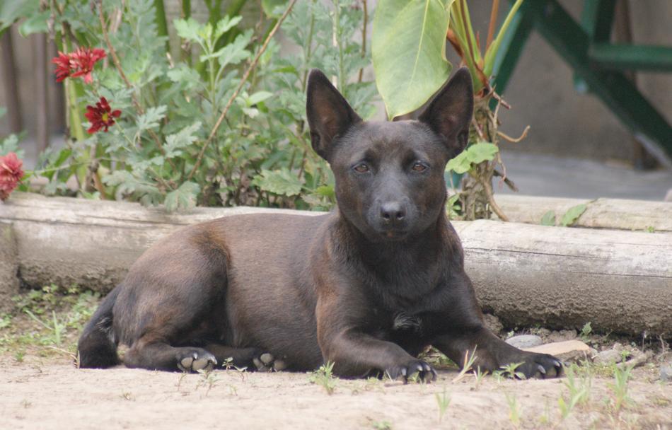 Image Dog Pet