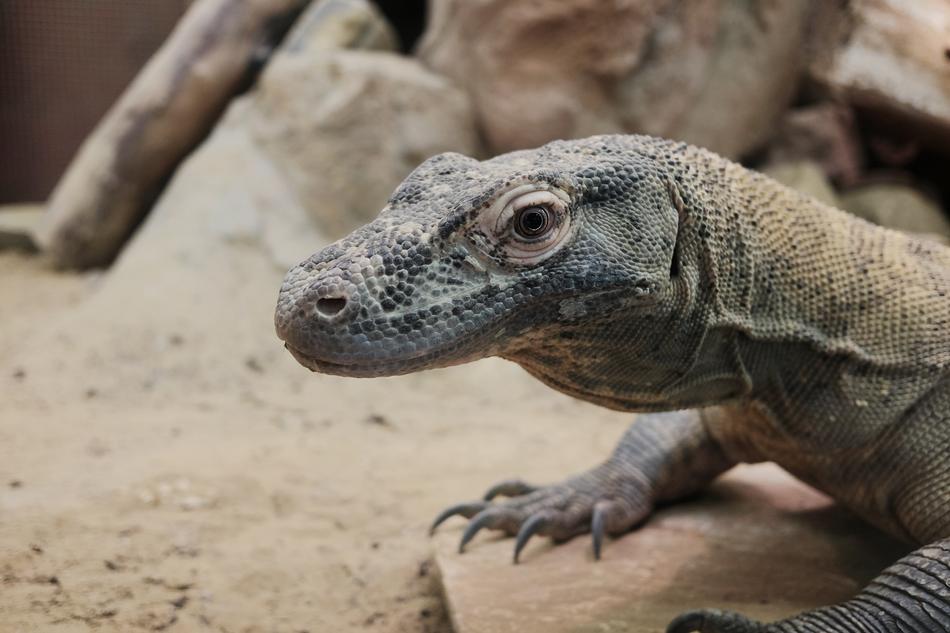 Monitor Lizard Reptile