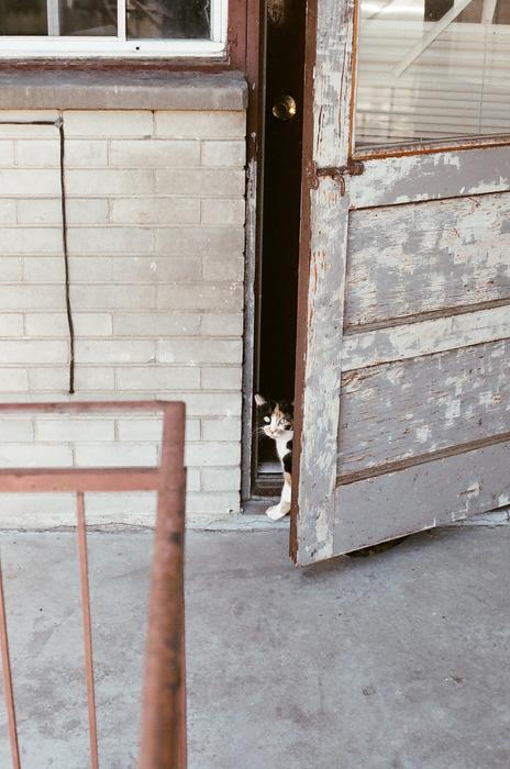 Colorful and cute cat behind the door of the building