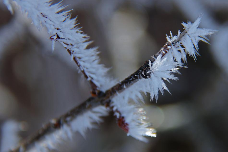 White frosty Tree Branch