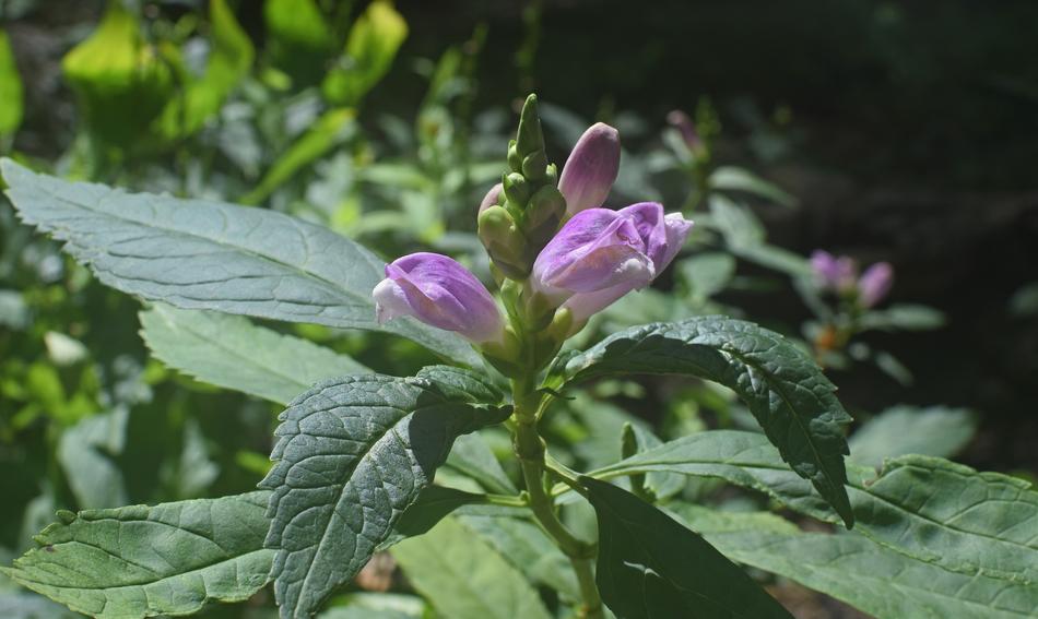 Chelone Turtlehead Wildflower