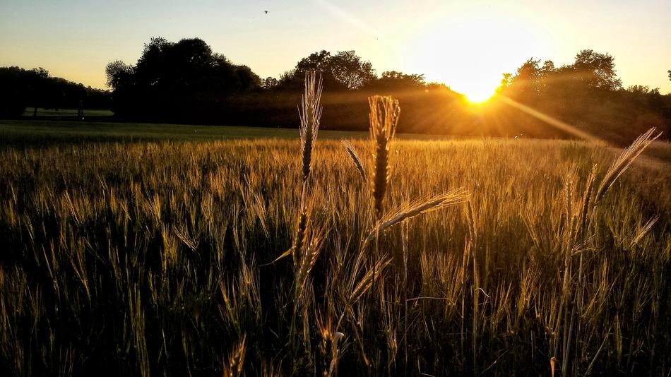 Cornfield Landscape at Sunset