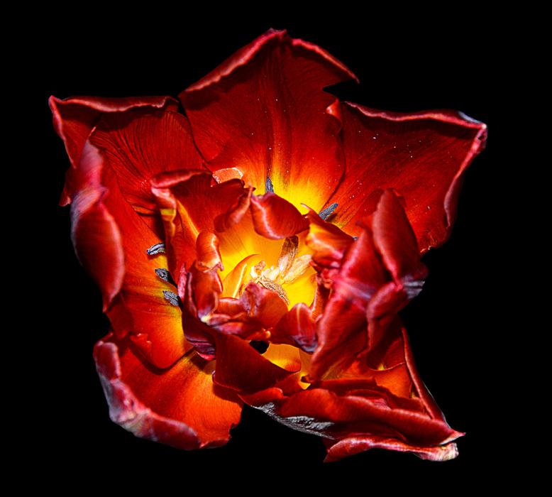 Tulip Red Yellow Spring