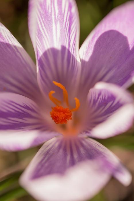 colorful crocus in bloom