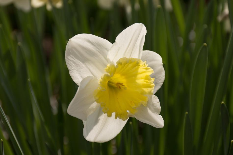 Daffodil Flower Easter Yellow