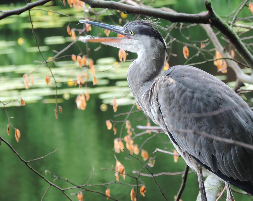 Beautiful and cute, gray heron of different shades, among the plants, near the water in Berlin, Germany