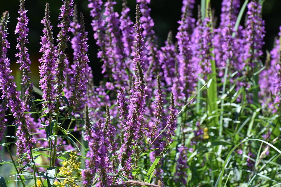 Flowers Summer Plant
