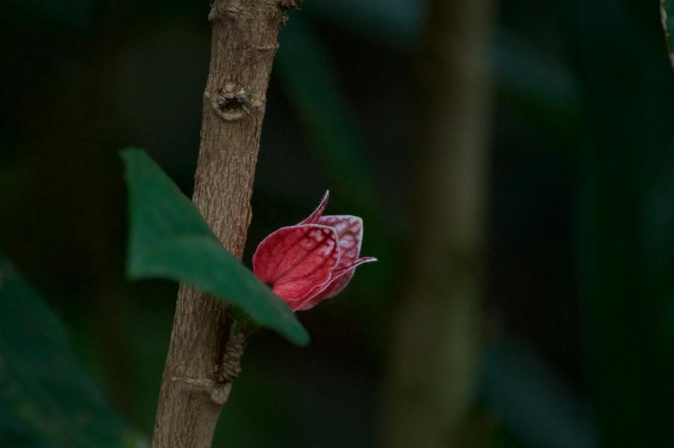 Blossom Flower Close Up
