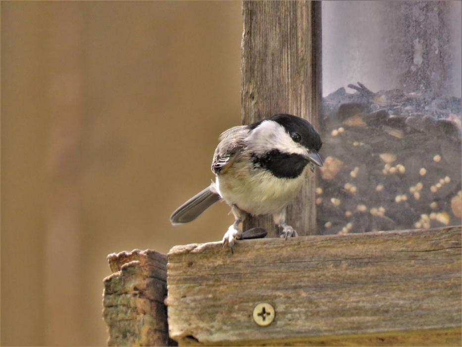 Beautiful and cute bird on the wooden construction