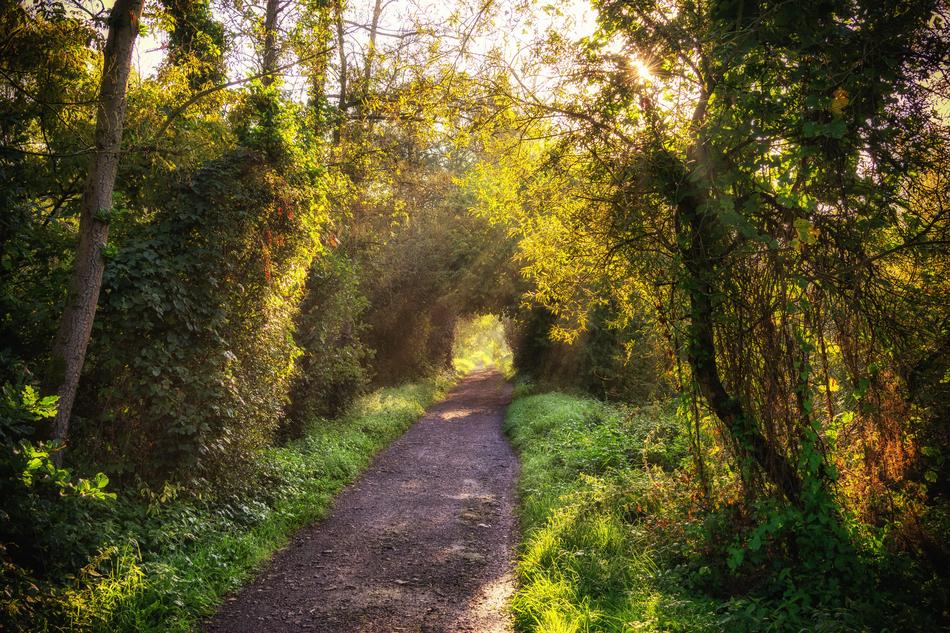 a path in the autumn forest