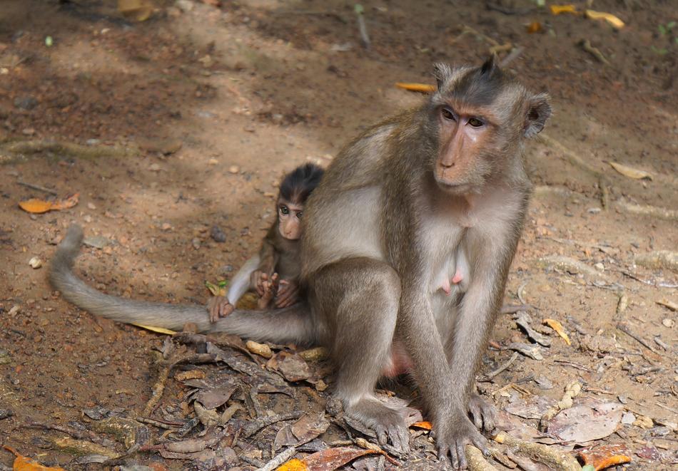 Beautiful and cute family of monkeys with mother and son
