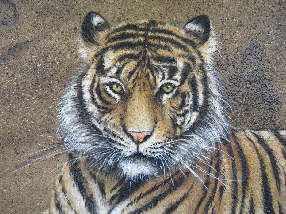 Tiger Wall Art