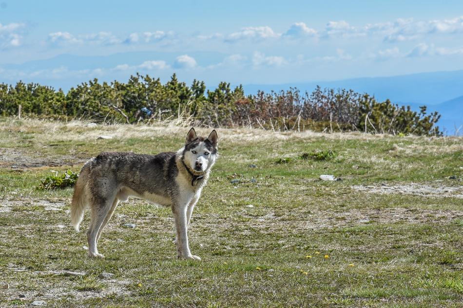 Dog Huskey Husky