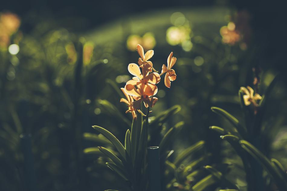 golden orchids in the garden