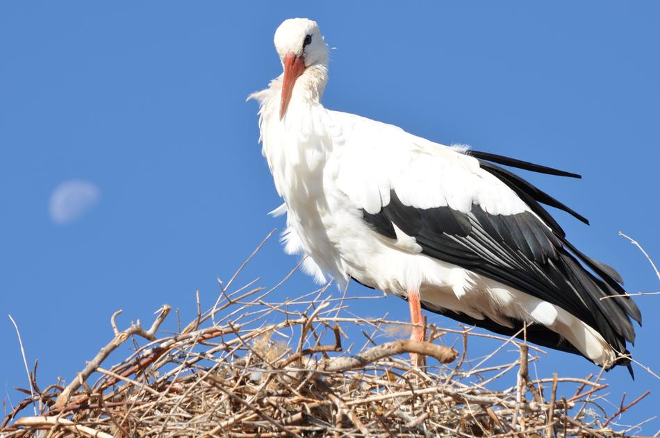 Stork Luna Animals