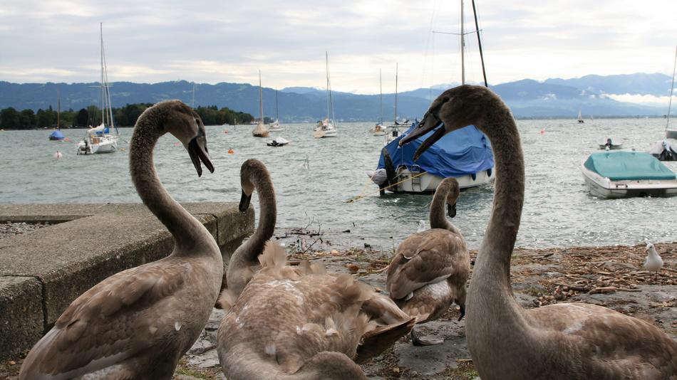 birds on the beach by boats