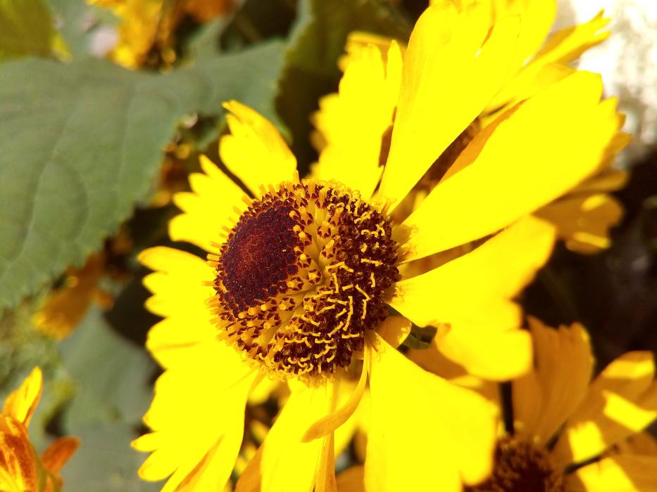 Close up of a yellow flower
