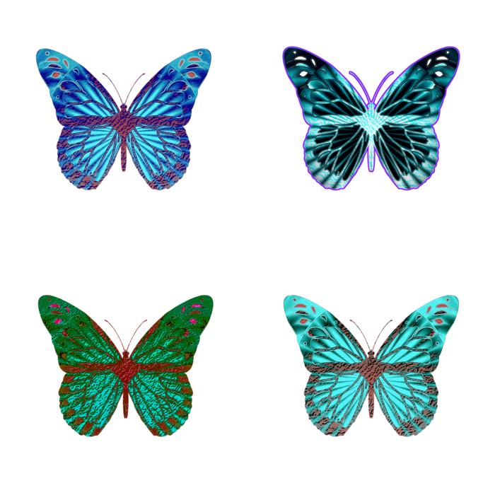 Butterfly butterflies iridescent free image download