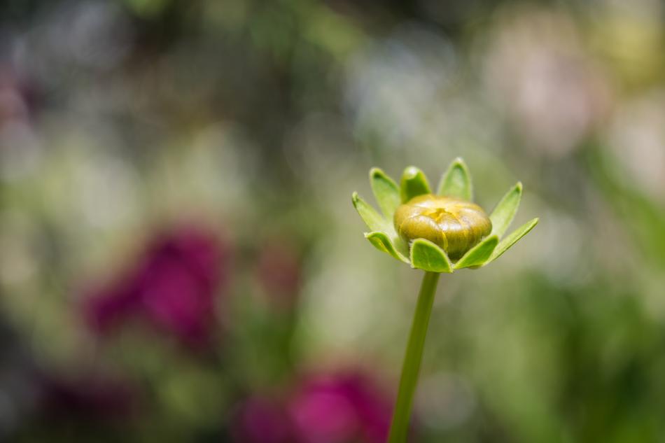 green stem and bud