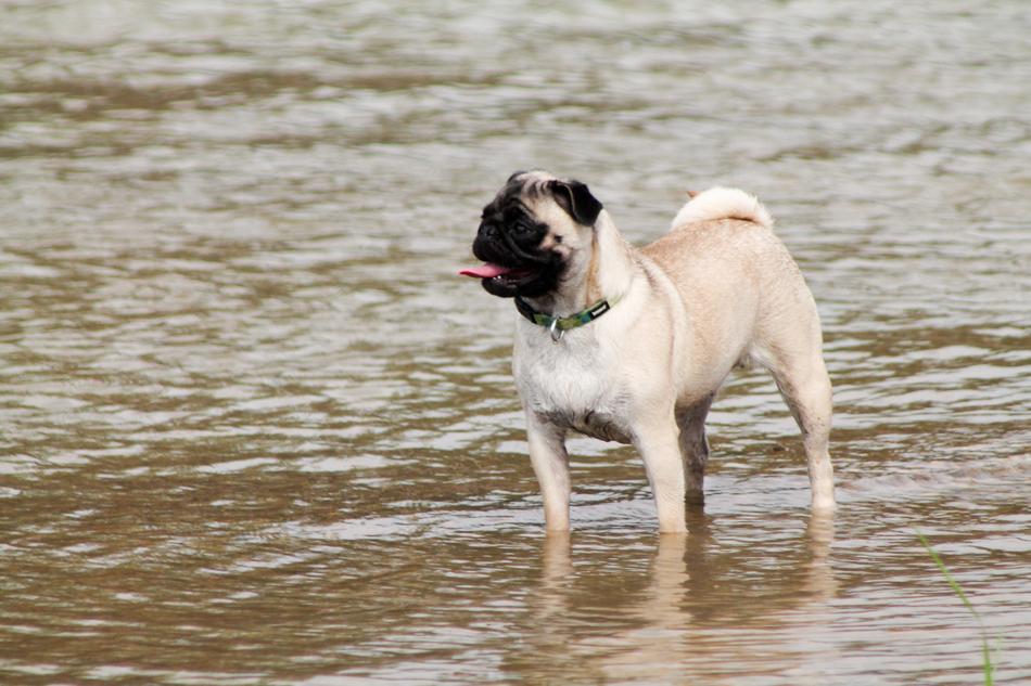 Pug Dog River