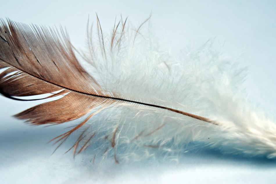 Feather Single Bird