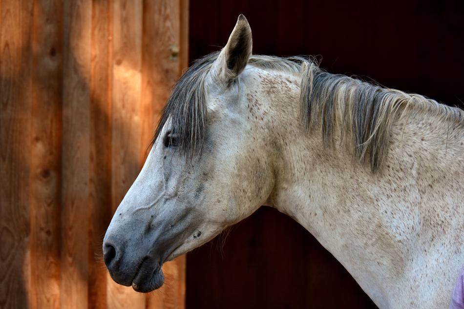 photo of Horse Mold Reiterhof