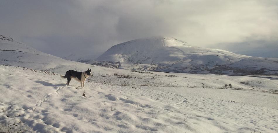 dog walking in the snow