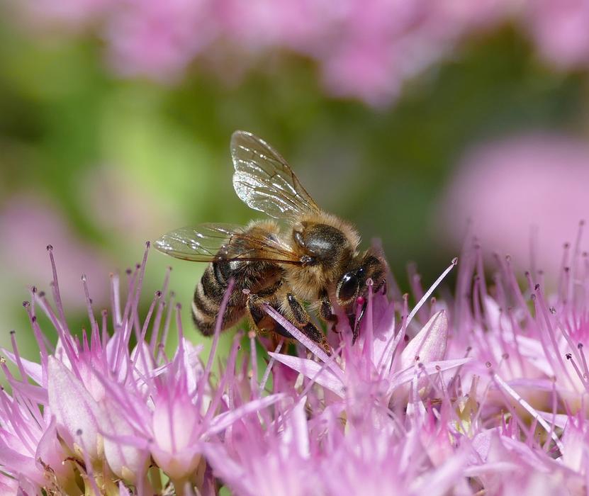 Bee Insect Apis Mellifica Honey