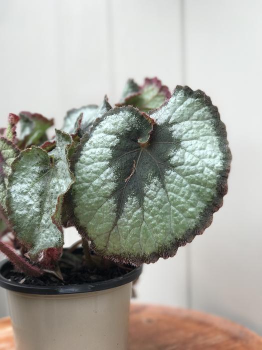 Plant Leaf Leaves