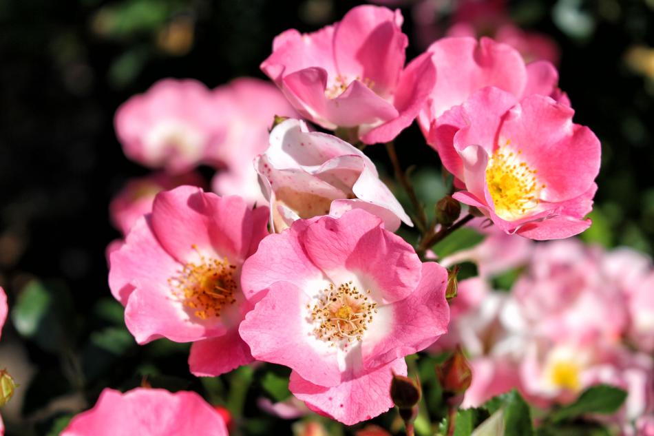 Roses Rose Flowers