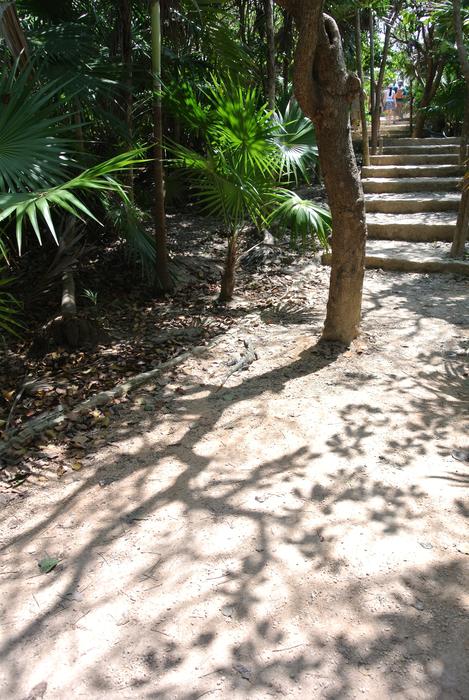 Sand Tree Palm