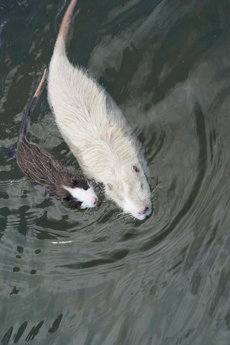 Swamp Fever Nager Mammal