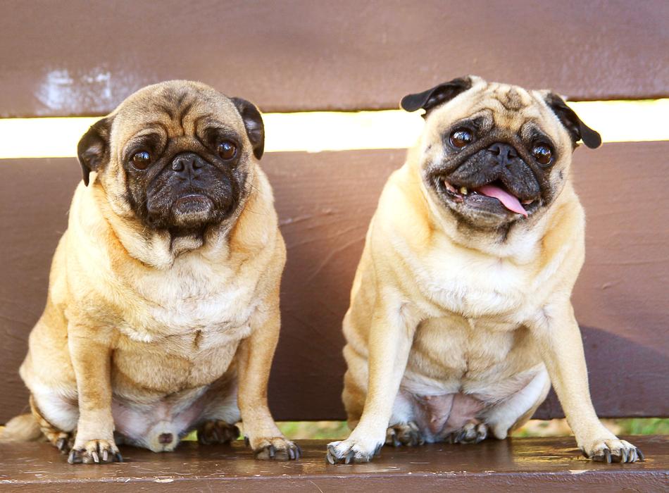 Pugs Bench Sitting