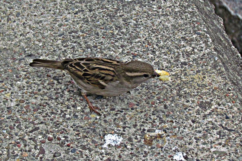 WrÃ³belek Bread Bird