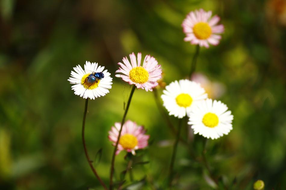 Flowers Insect Nector
