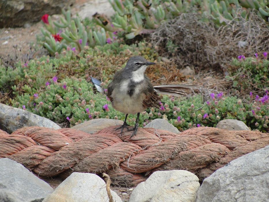 Strandlooper Bird On