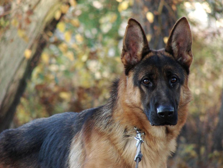 Alsatian Dog