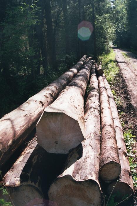 felled logs in the forest