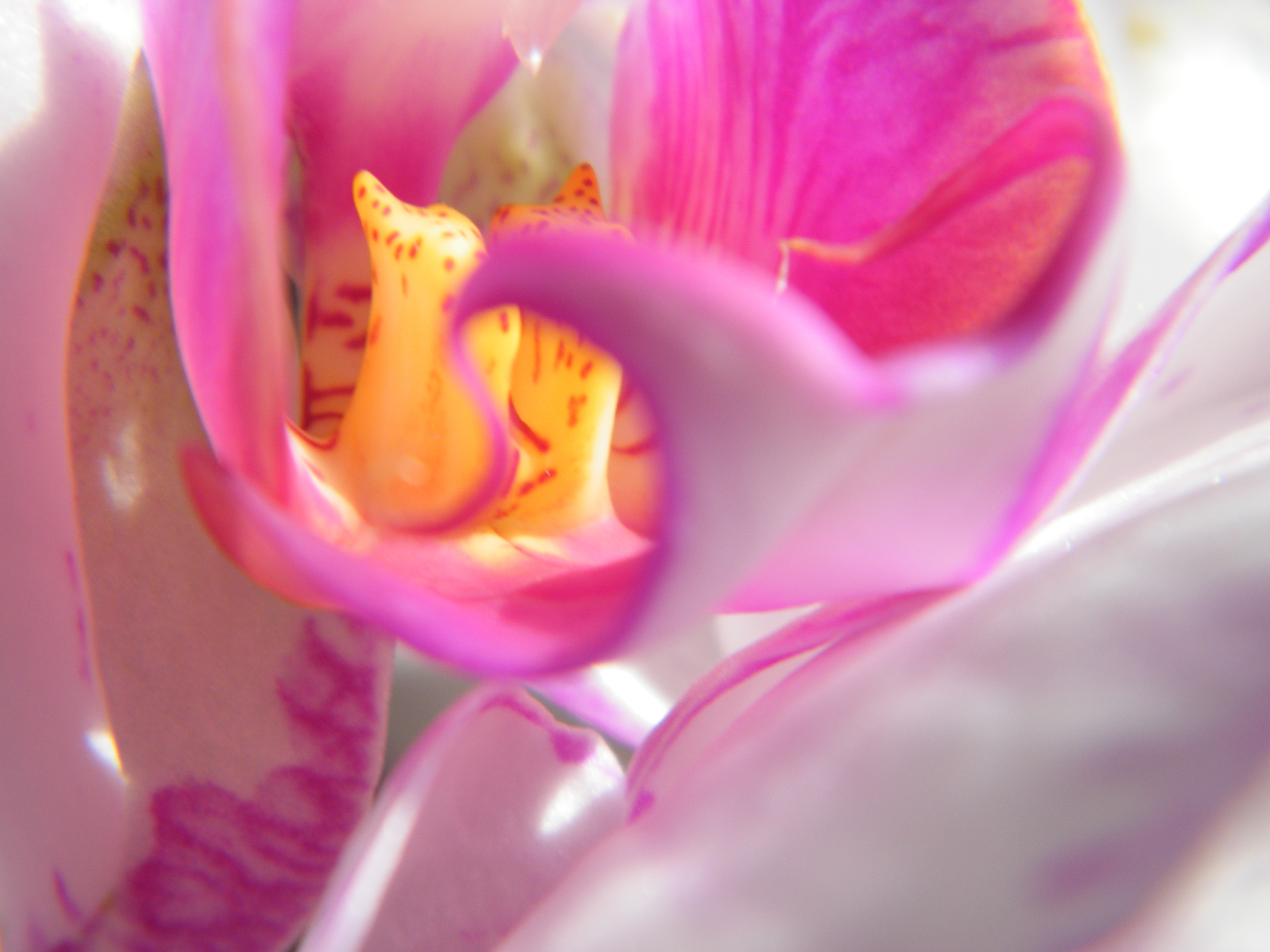 Engineering Beauty: The Lily Bloom Phenomenon - n4ckqa4