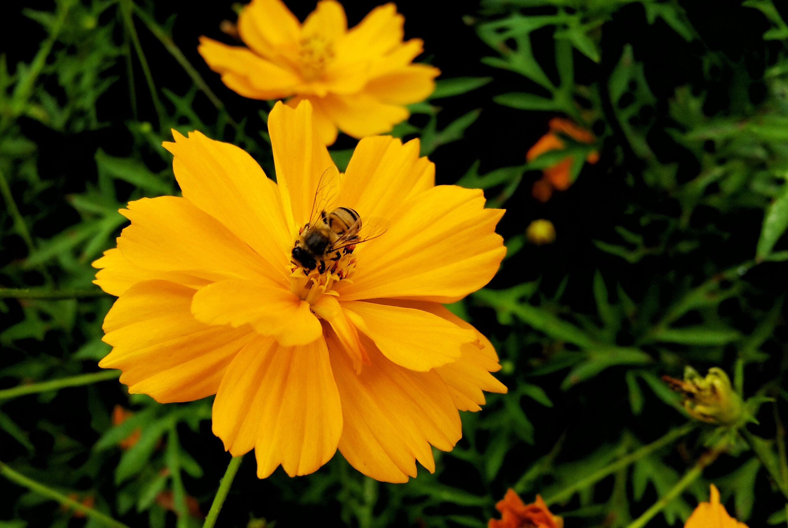 Bee Flower Yellow free image download