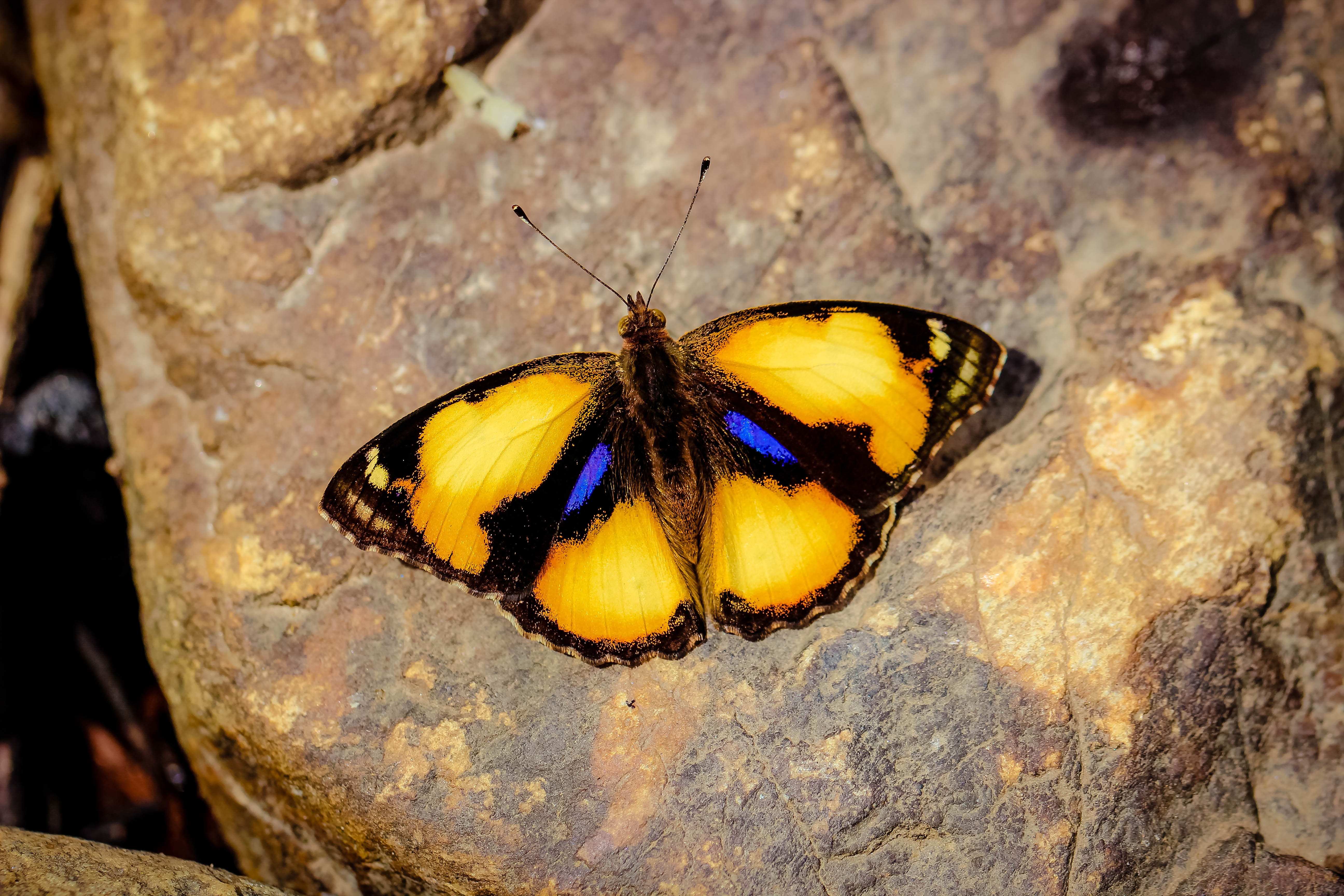 Бабочка с желтыми крыльями. Желтушка золотистая. Жёлтая бабочка. Сине желтая бабочка. Крылья бабочки желтые.