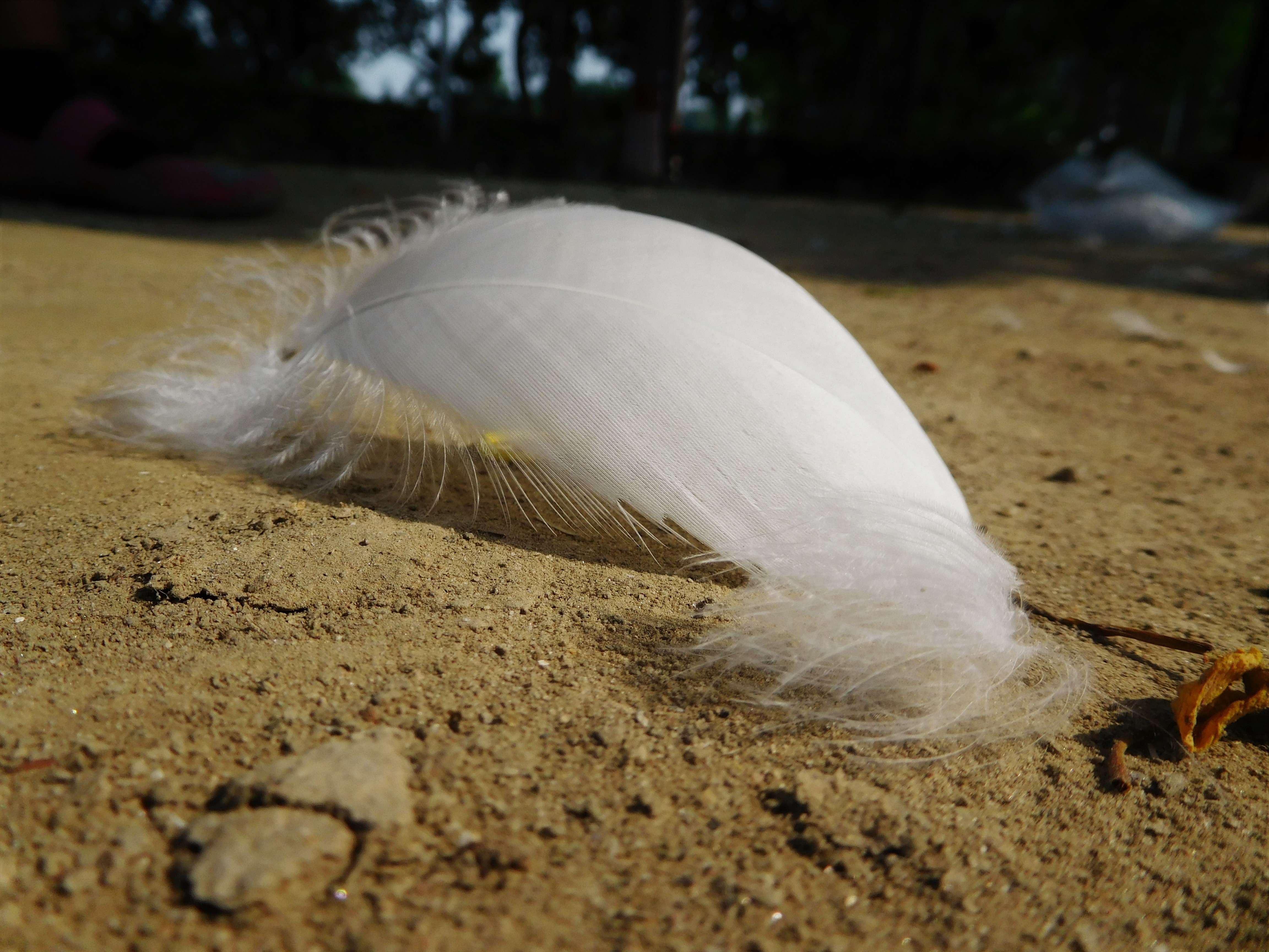Белое перо примета. Песок для птиц. Золотое перо птицы на песке. Песок для птиц фото. Белая пушистое животное которая летает.