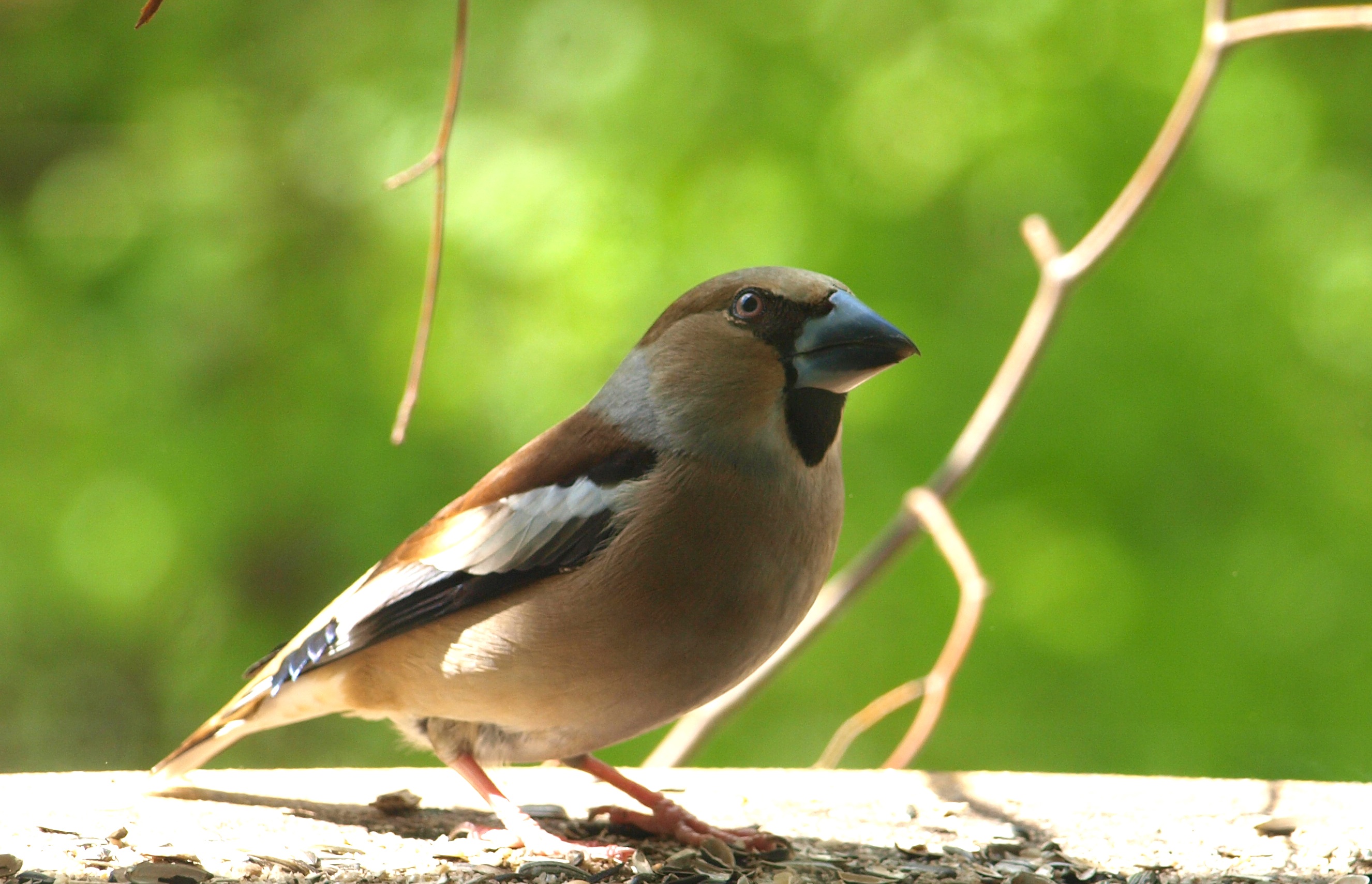 Птица мужского рода. Зяблик Дубонос. Дубонос coccothraustes coccothraustes. Щегол Дубонос птица. Дубонос обыкновенный птица.