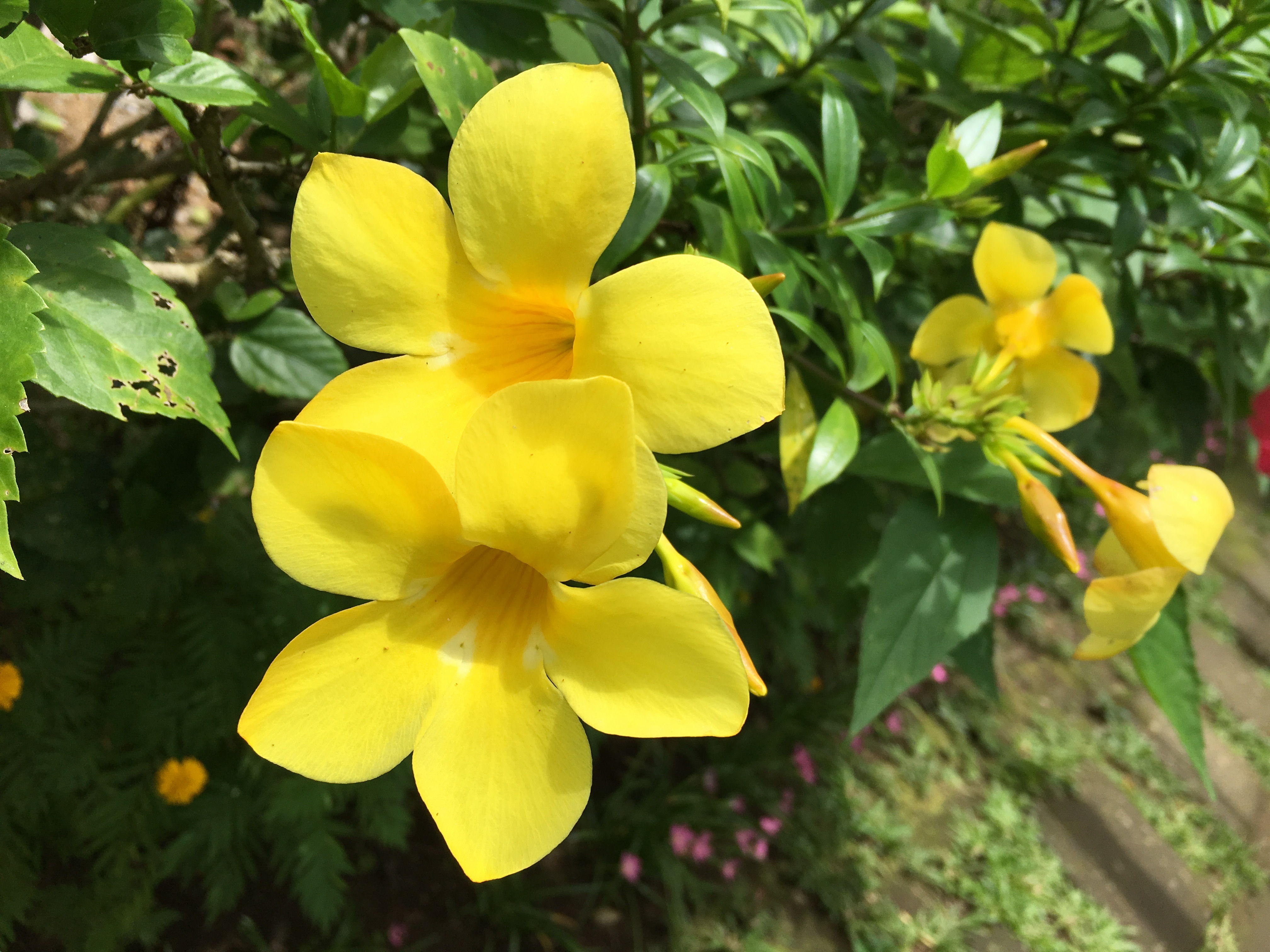 Желтый колокольчик цветок