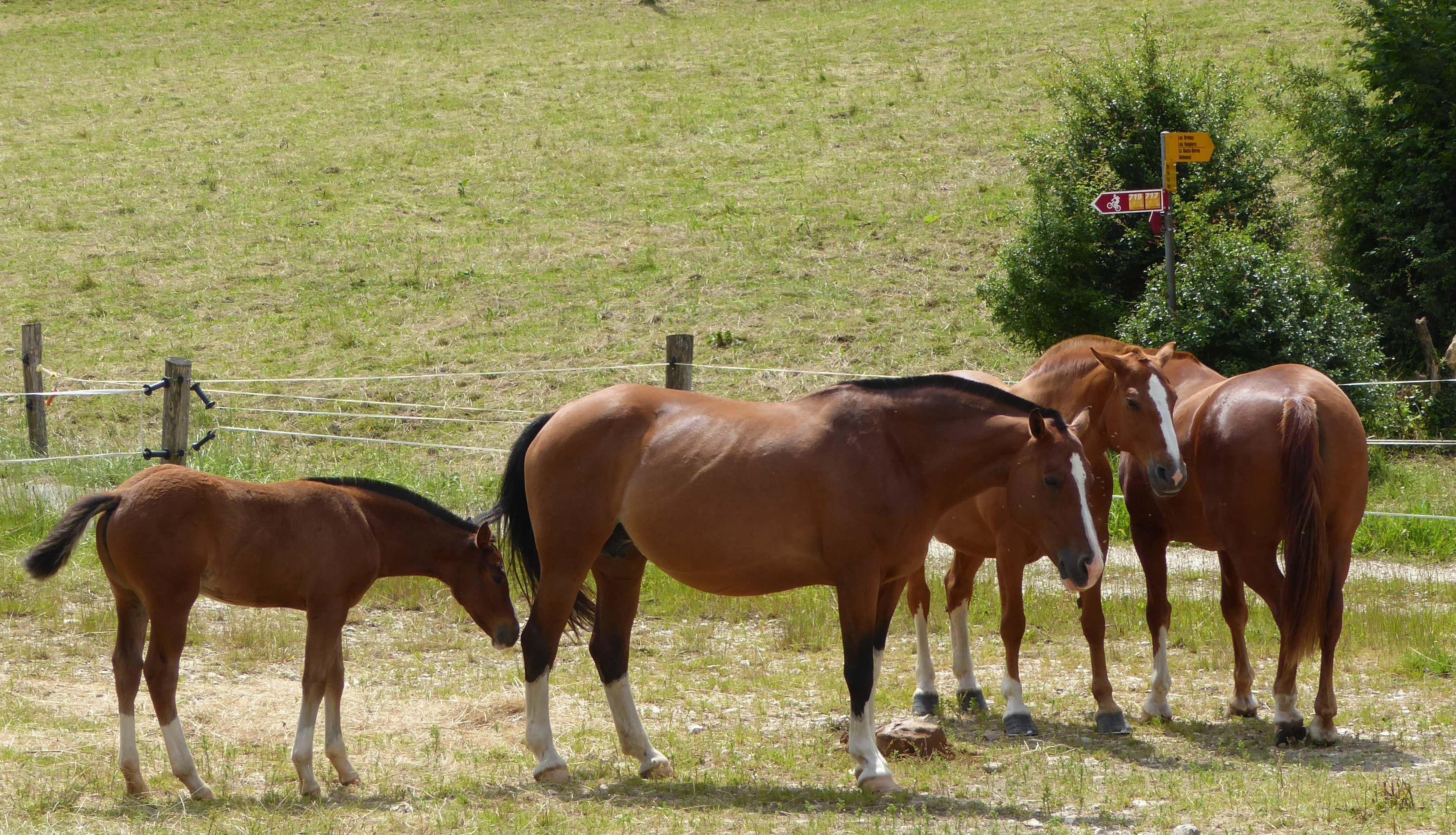 Horses Foal Pasture free image download