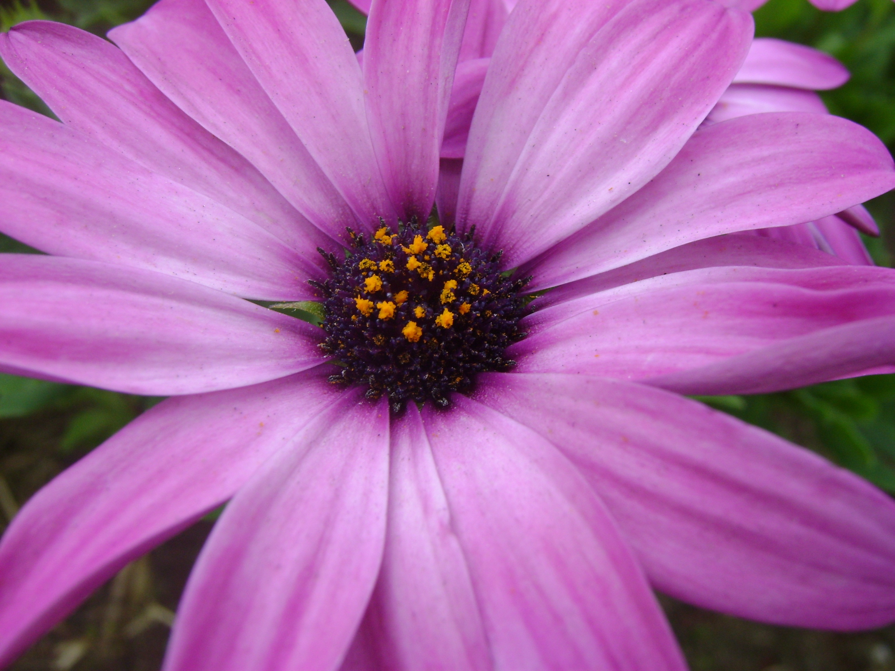 The Purple Flower free image download