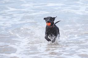 Dog Beach Ball